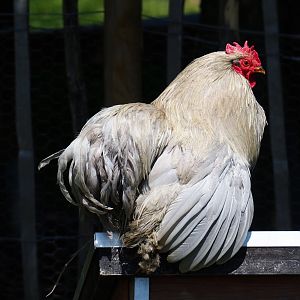 Cochin bantam rooster (Gallus gallus domesticus), 2021-05-29