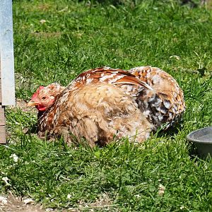 Cochin bantam hens (Gallus gallus domesticus), 2021-05-29