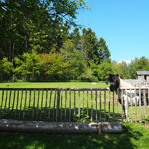 Farm area - Pony and Domestic sheep paddock, 2021-05-29