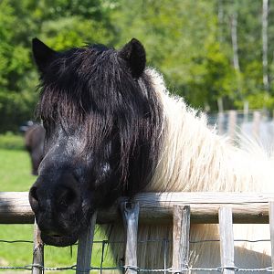 Pony (Equus ferus caballus), 2021-05-29