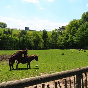 Farm area - Brown Swiss cow, Domestic donkey and Domestic sheep paddock, 2021-05-29