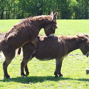 Domestic donkeys (Equus africanus asinus), 2021-05-29