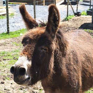 Domestic donkeys (Equus africanus asinus), 2021-05-29