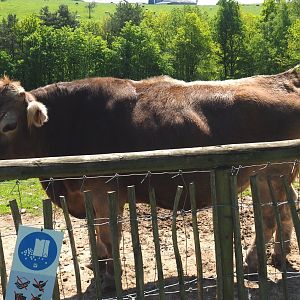 Brown Swiss cow (Bos taurus taurus), 2021-05-29