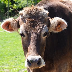 Brown Swiss cow (Bos taurus taurus), 2021-05-29