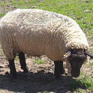 Domestic sheep (Ovis aries), 2021-05-29