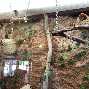 Various Songbird Species