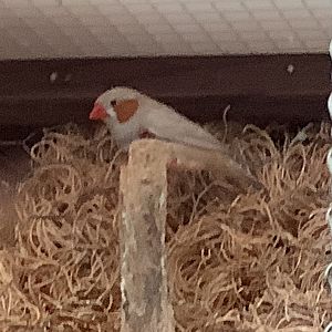 Zebra Finch
