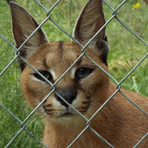 Caracal