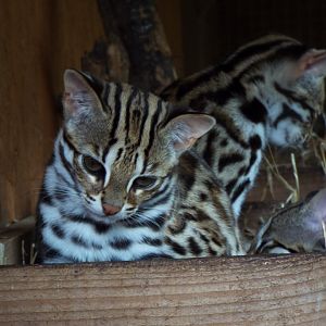 Leopard Cat Young