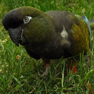 Patagonian Conure