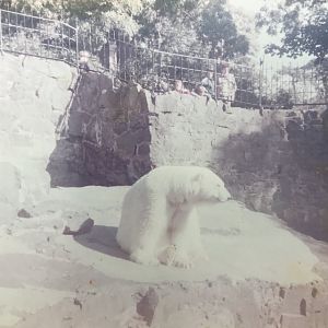 Polar bear 1983