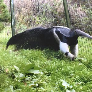 Giant anteater 2012