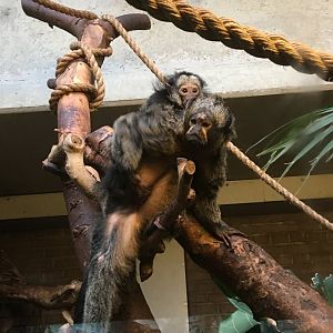 Female white-faced saki (Pithecia pithecia) with young.