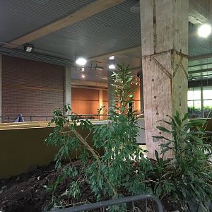 Former manatee tank, now getting prepared to house Pacu (Colossoma macropomum)