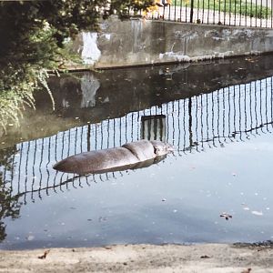 Pygmy hippo 1990s