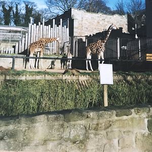 Giraffes 1990s