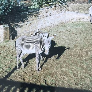 Zebras 1990s