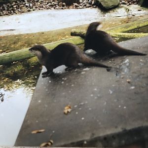 Otters 1990s