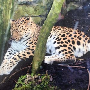 Amur leopard 2012
