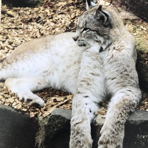 Lynx 1990s