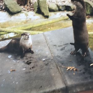 Otters 1990s