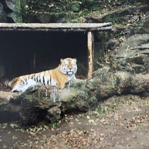 Amur tiger 1990s