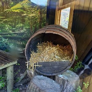 Hiding Jaguarundi ( ears can be seen )