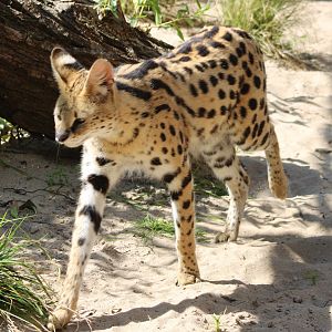 Serval