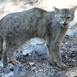European wildcat