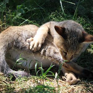 Juvenile Jungle cat