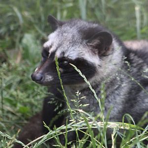 Asian palm civet