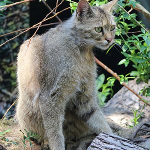 European wildcat
