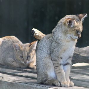 Jungle cat - juveniles