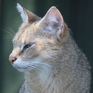 Jungle cat - adult