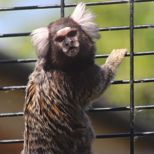Common marmoset