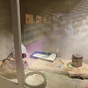 Domestic Rabbit Exhibit - Sep. 2020