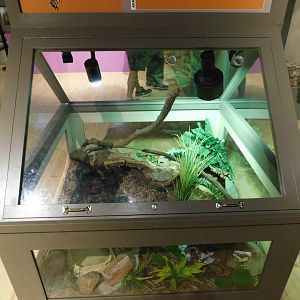 Discovery Zoo Stage - Eastern Box Turtle Exhibit - Sep. 2020