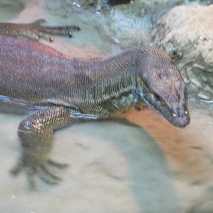 Discovery Zoo - Merten's Water Monitor - Sep. 2020