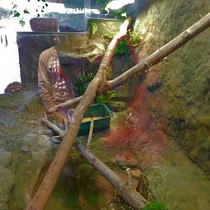 Discovery Zoo - Merten's Water Monitor Exhibit - Sep. 2020