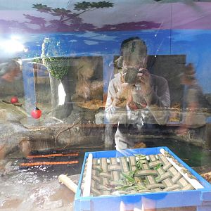 Discovery Zoo - North American River Otter Exhibit - Sep. 2020