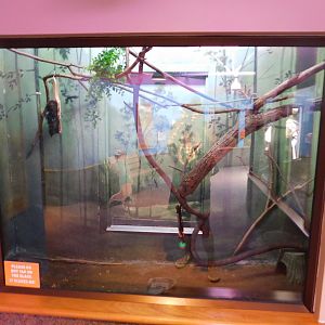 Discovery Zoo - Red-Flanked/Ornate Lorikeet Exhibit - Sep. 2020