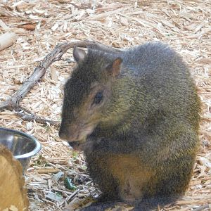 Discovery Zoo - Brazilian Agouti - Sep. 2020