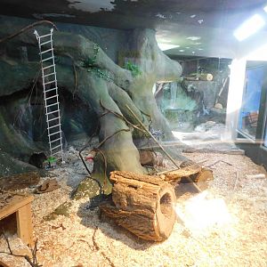 Discovery Zoo - Brazilian Agouti Exhibit - Sep. 2020