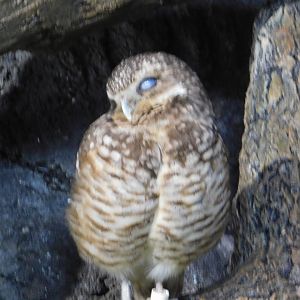 Discovery Zoo - Burrowing Owl - Sep. 2020