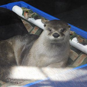 Discovery Zoo - North American River Otter - Sep. 2020