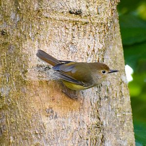 wild - Large-billed Scrubwren (Sericornis magnirostra)