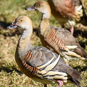 wild - Plumed Whistling Duck (Dendrocygna eytoni)
