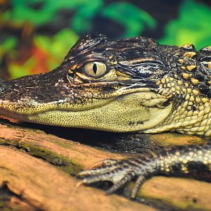 American Alligator (Alligator mississippiensis)