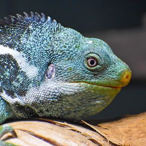 Fijian Crested Iguana (Brachylophus vitiensis)
